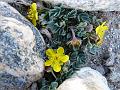 Forked-Leaf Cinquefoil